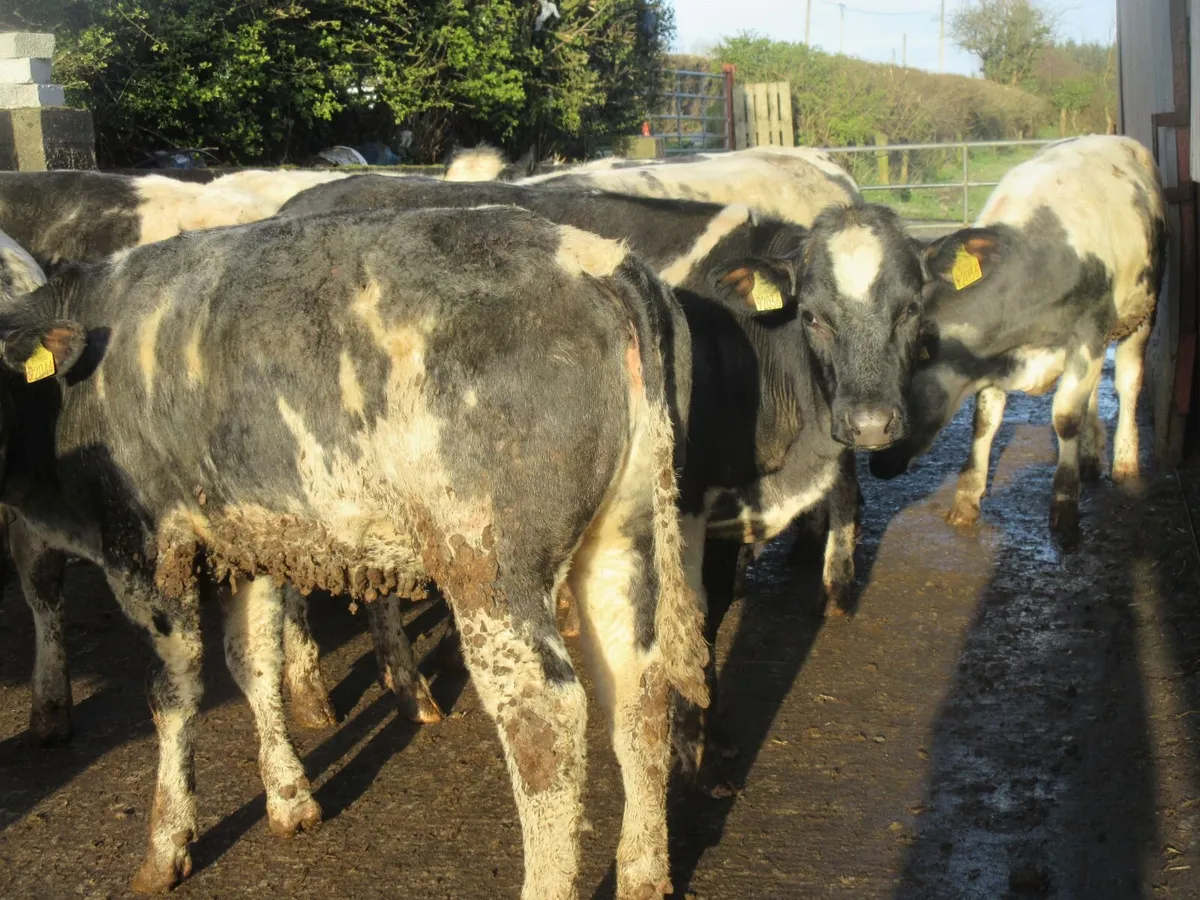 12 belgian blue heifers suitable for breeding350kg - Image 2