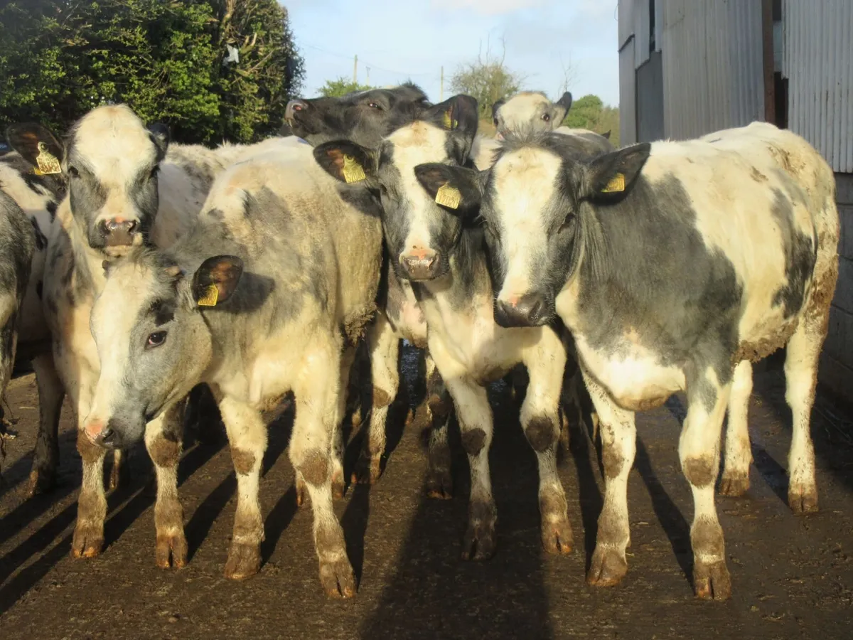 12 belgian blue heifers suitable for breeding350kg - Image 1