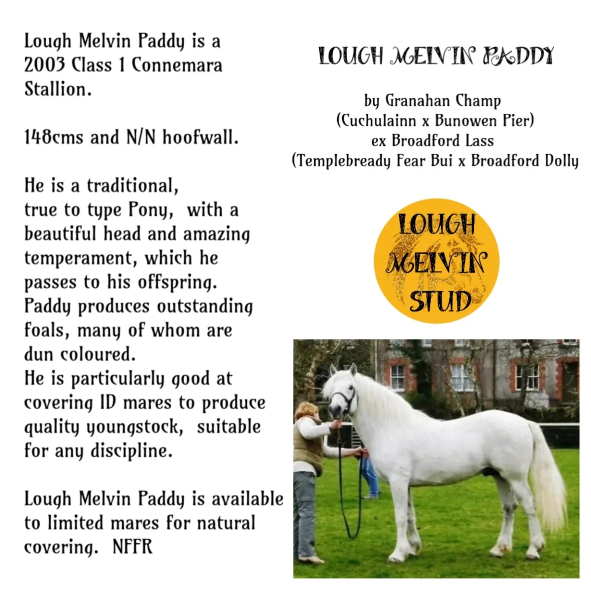 Connemara Stallions at Stud - Image 2