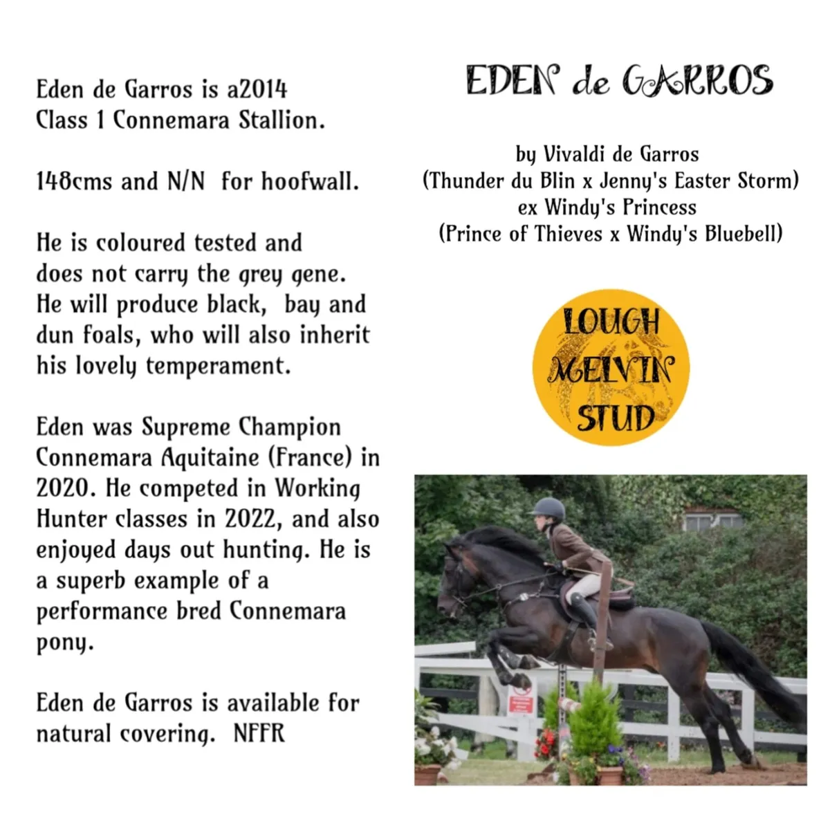 Connemara Stallions at Stud - Image 3