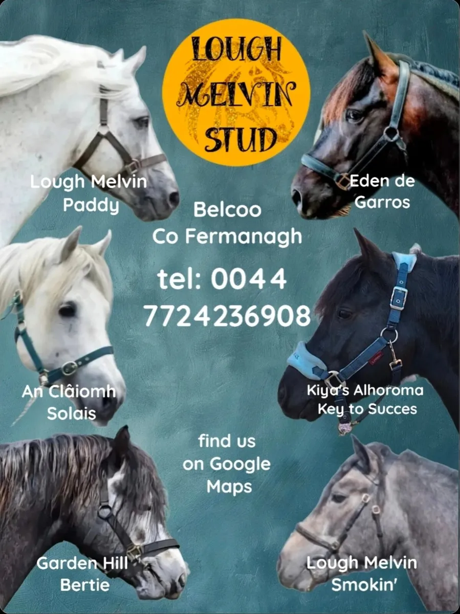 Connemara Stallions at Stud - Image 1