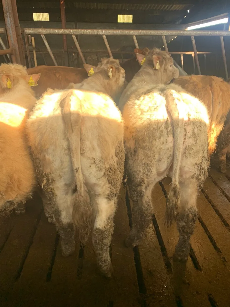 6 Super quality  BULLOCKS for sale - Image 2