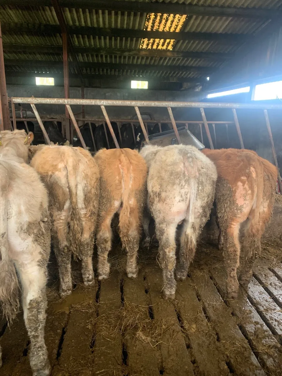 6 Super quality  BULLOCKS for sale - Image 3