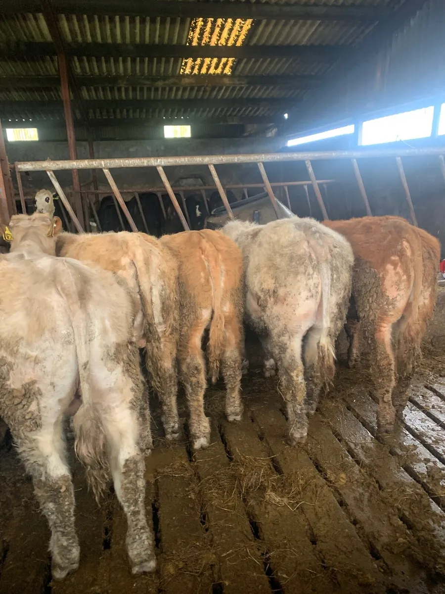 6 Super quality  BULLOCKS for sale - Image 4