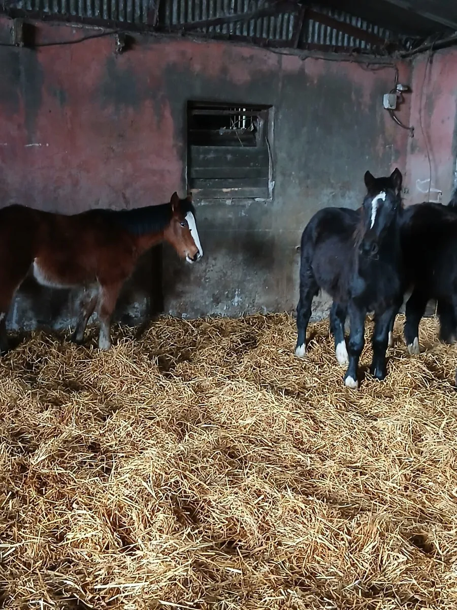 Selection of foals - Image 2