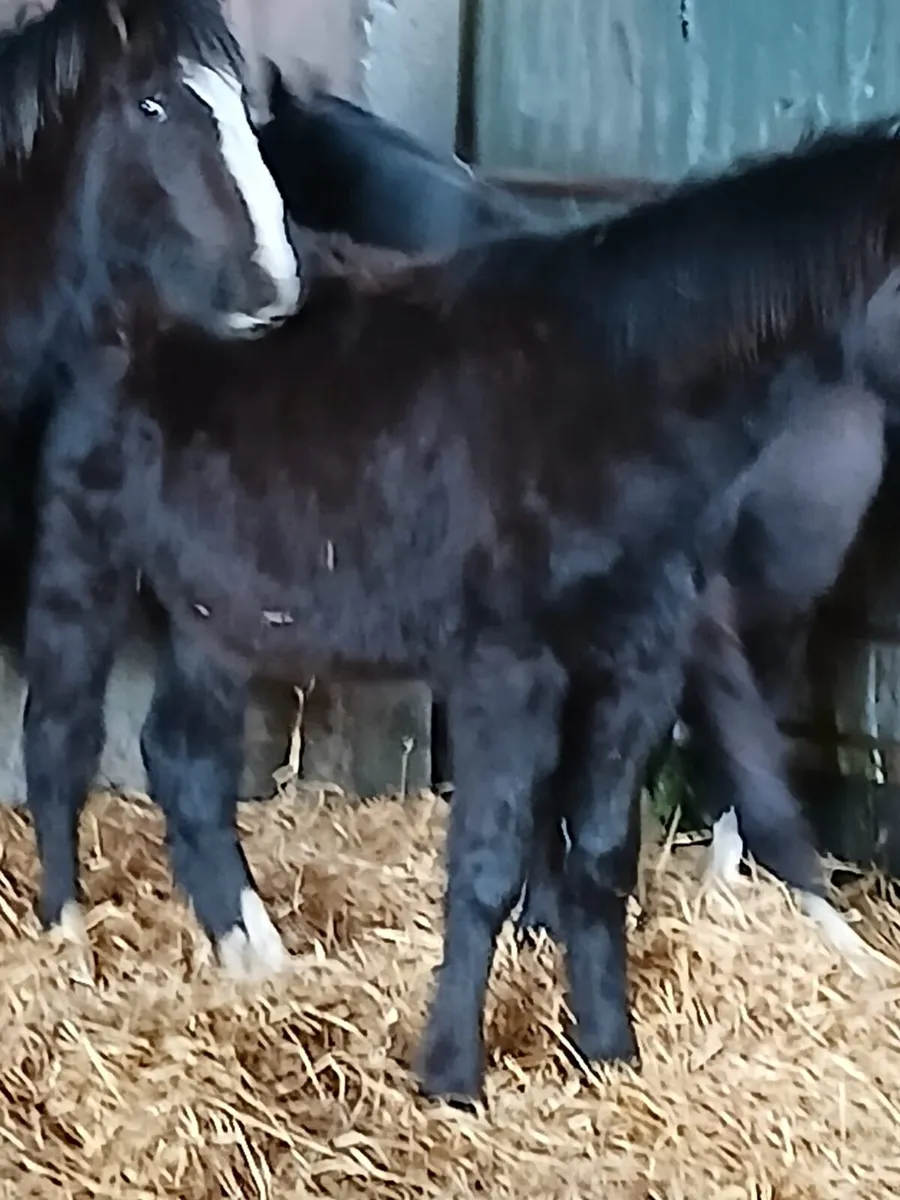 Selection of foals - Image 3