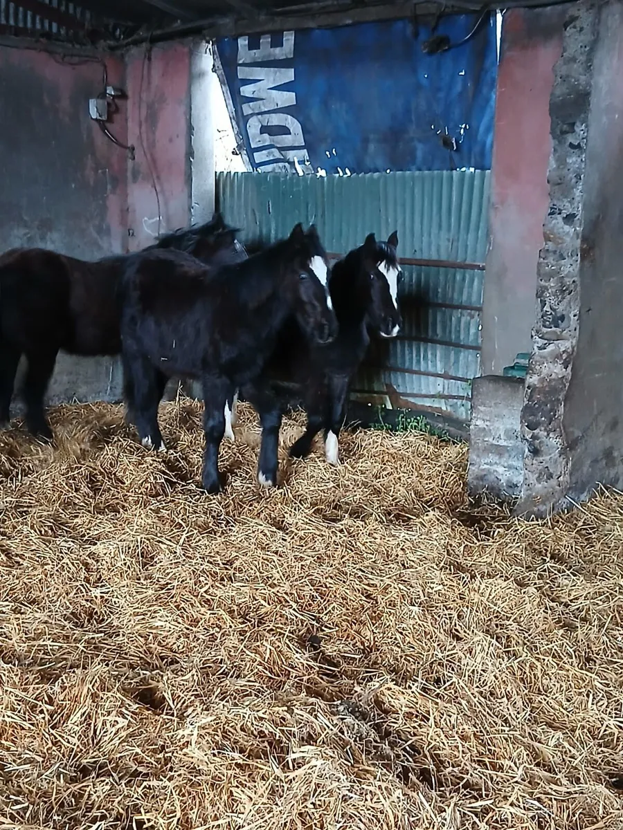 Selection of foals - Image 4