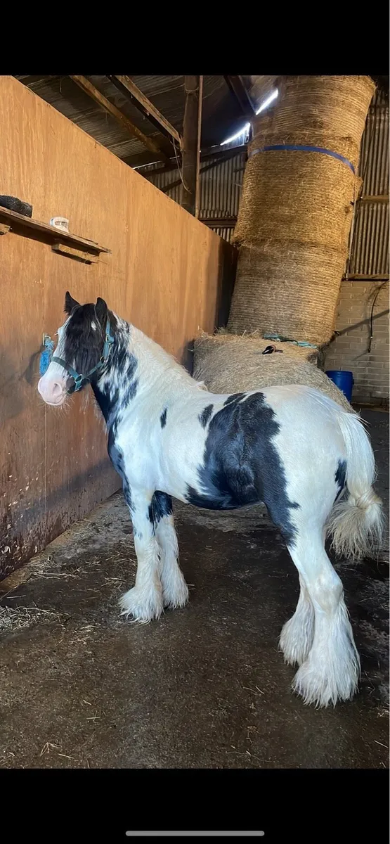 12.2 cob for stud - Image 4