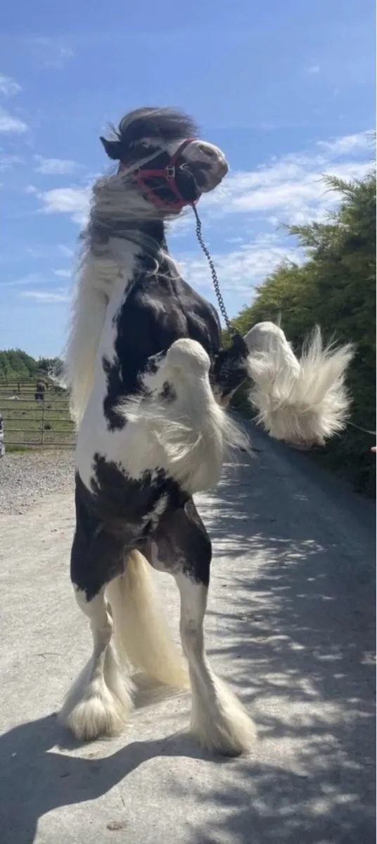 12.2 cob for stud - Image 2