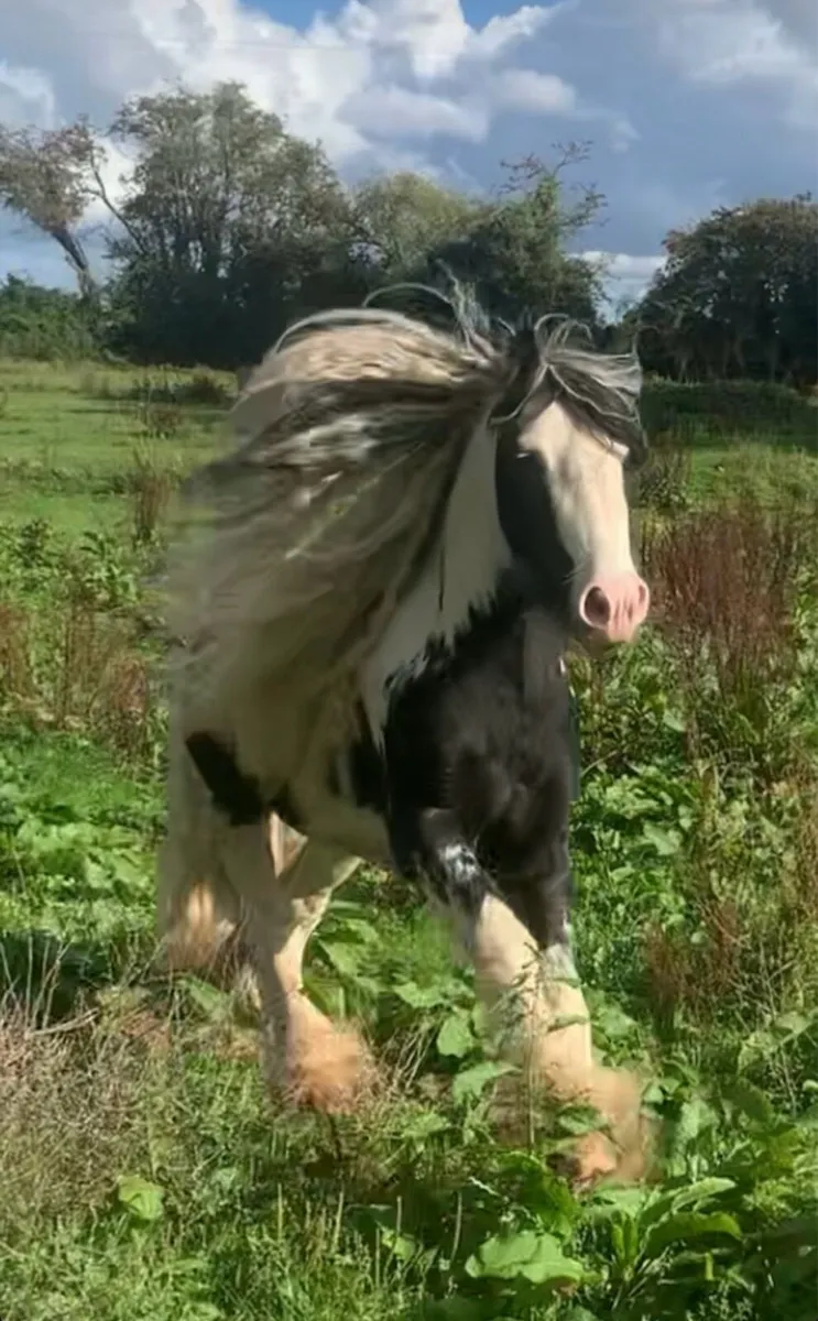 12.2 cob for stud - Image 3