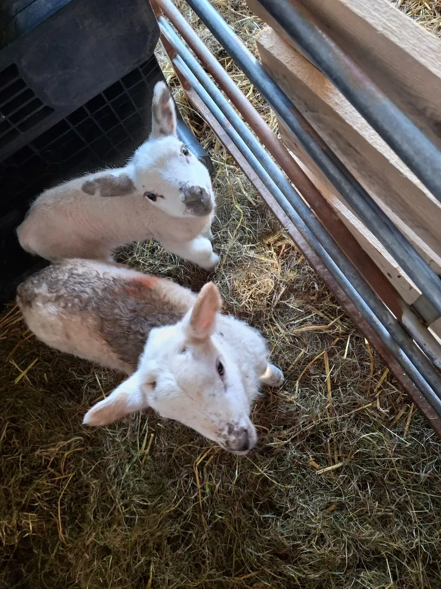 Pet lambs - Image 1
