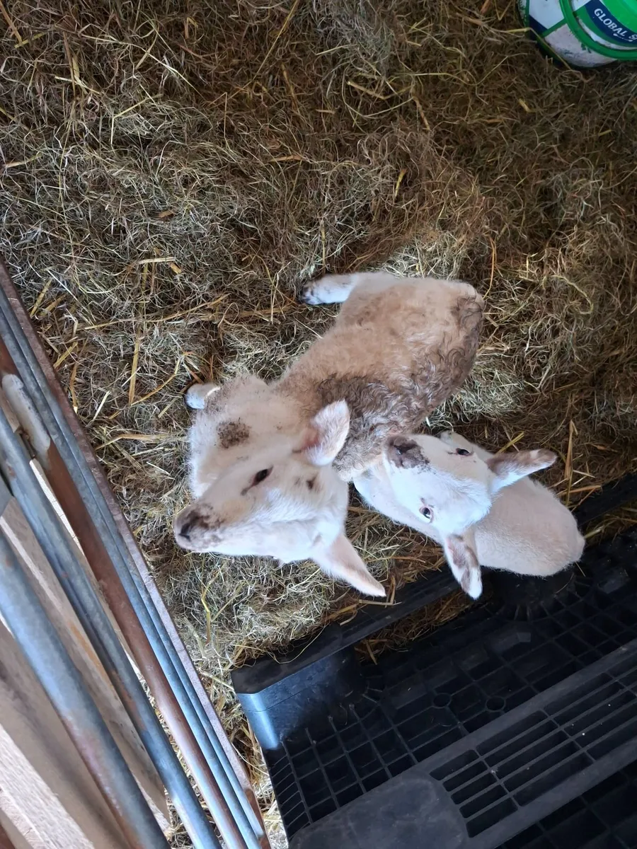 Pet lambs - Image 2