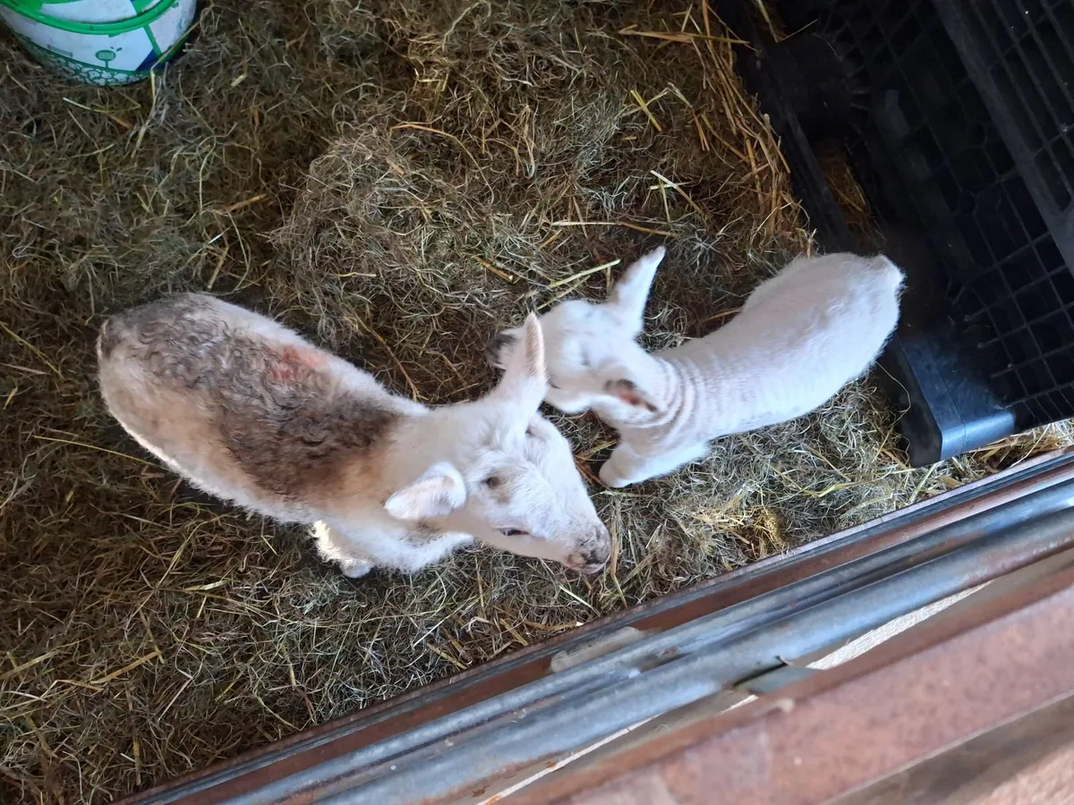 Pet lambs - Image 3