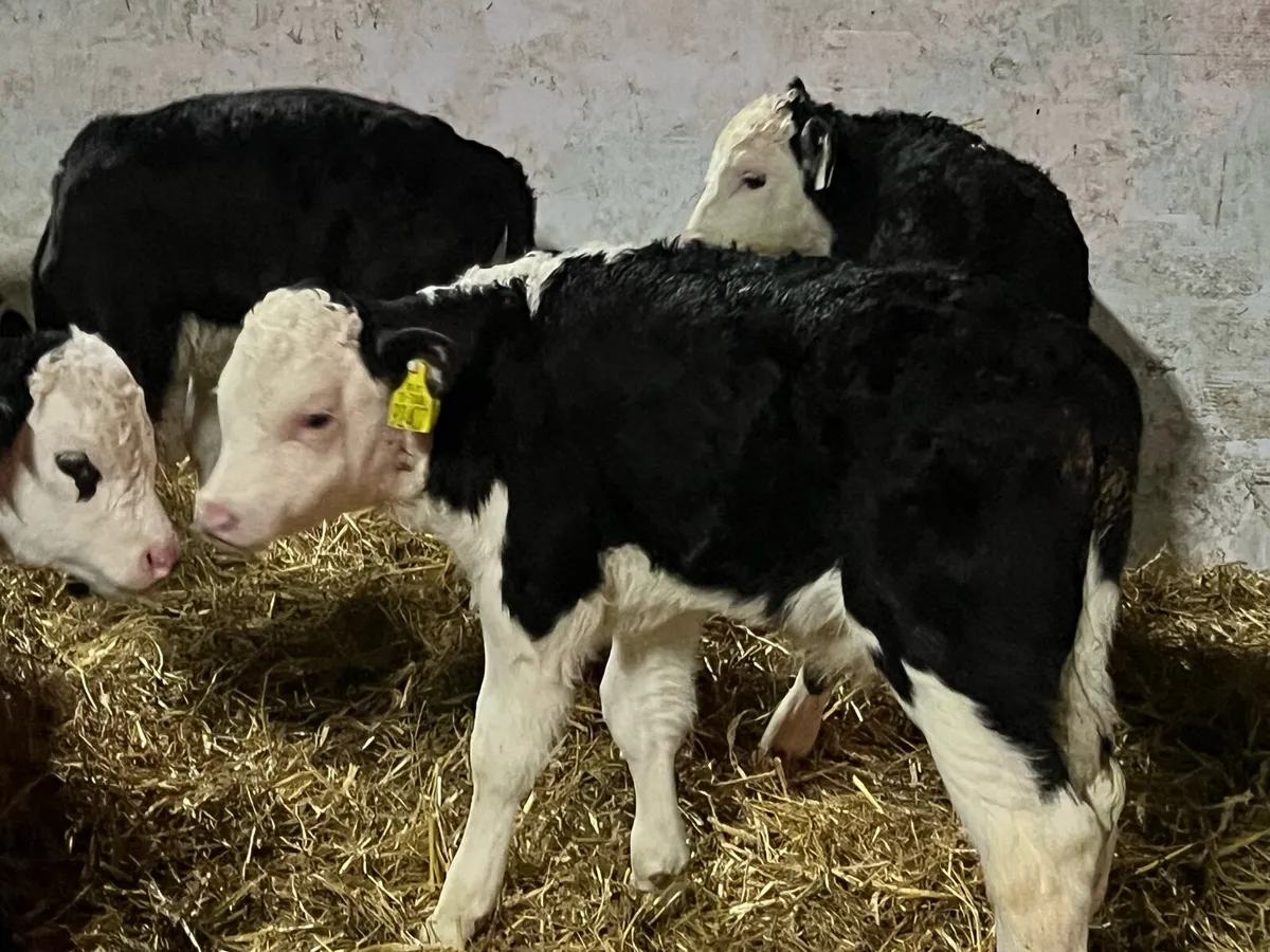 12 HEREFORD BULLS - Image 1