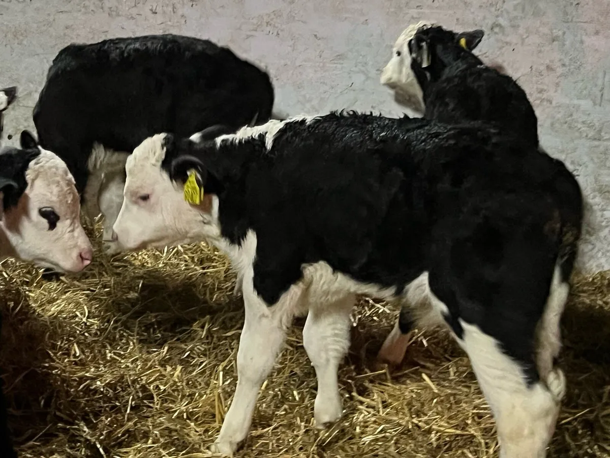 12 HEREFORD BULLS - Image 2