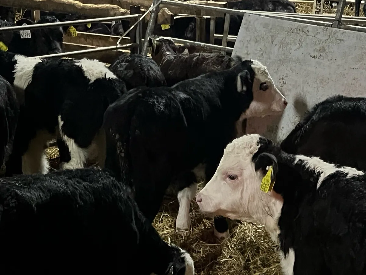 12 HEREFORD BULLS - Image 3