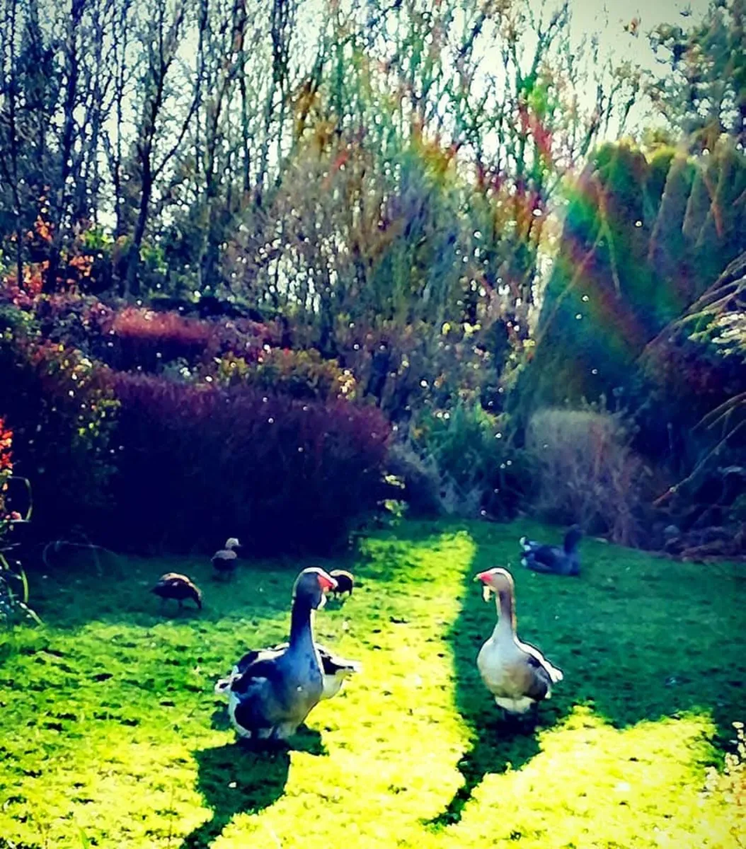 Toulouse geese , pb saddleback yokohama - Image 2