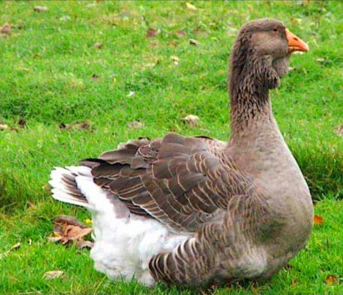Toulouse geese , pb saddleback yokohama - Image 1