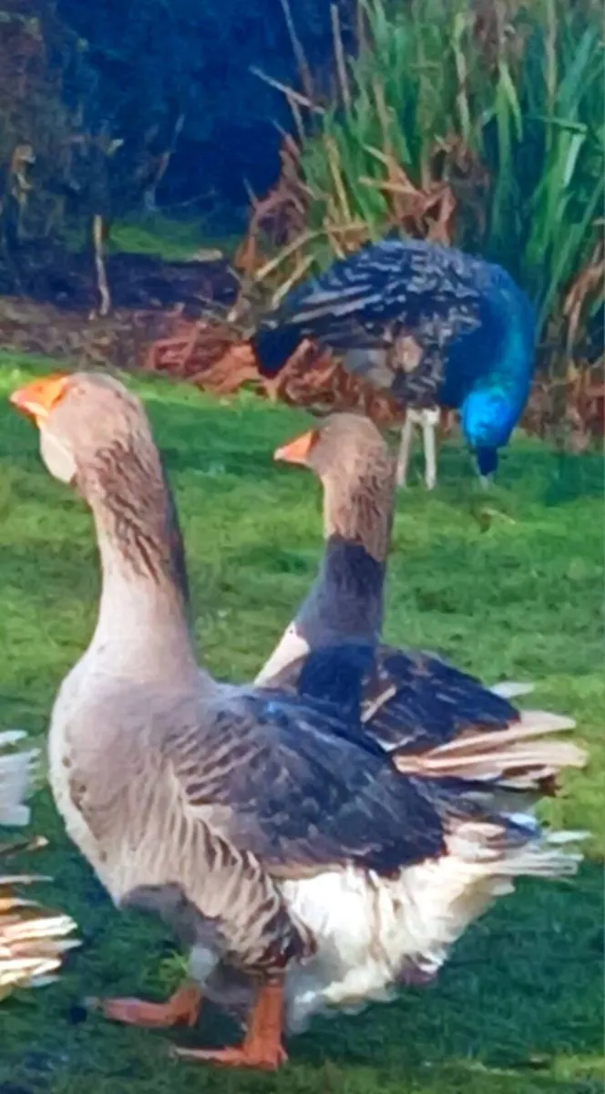 Toulouse geese , pb saddleback yokohama - Image 3