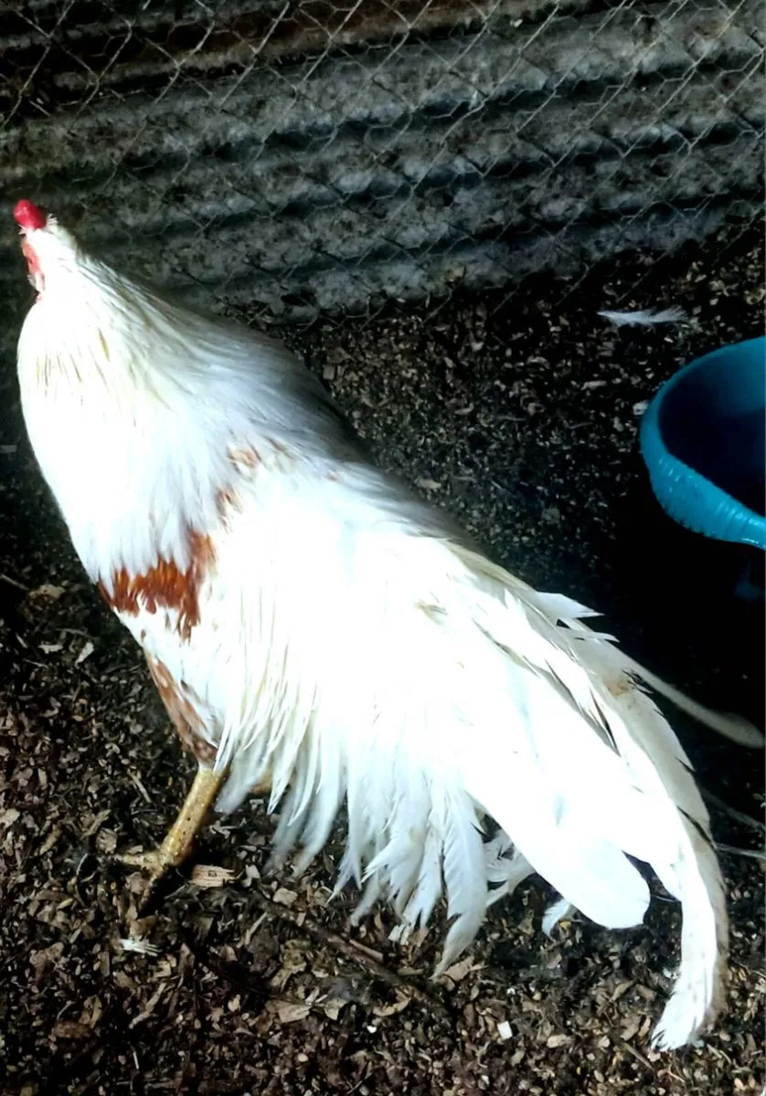 Toulouse geese , pb saddleback yokohama - Image 4