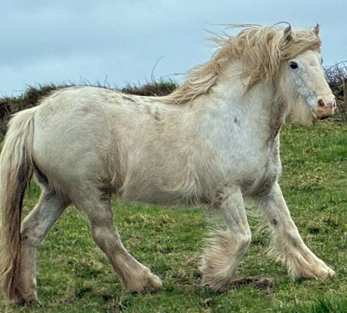 Family pony 6yr old. - Image 1