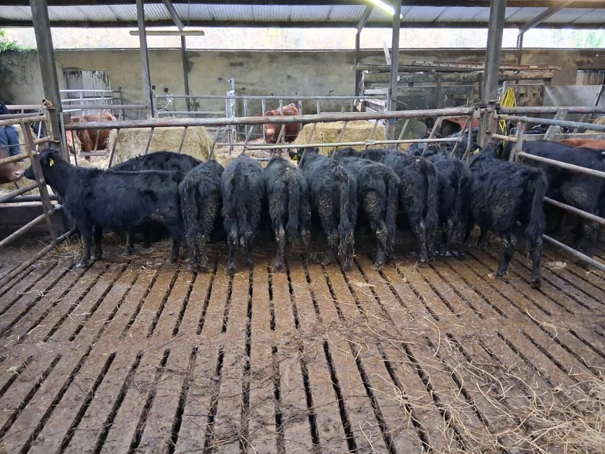 9 dexter yearling heifers - Image 1