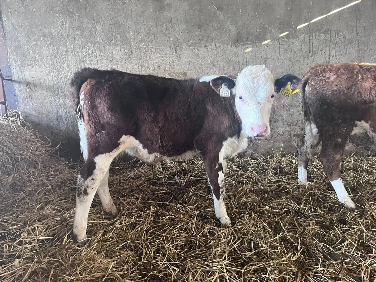 Weaning runner calves - Image 1