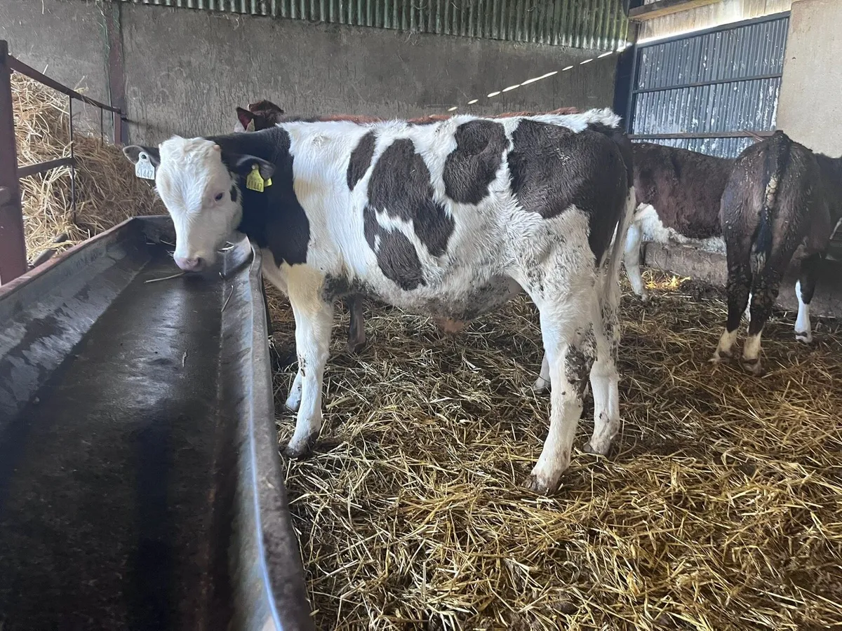 Weaning runner calves - Image 2