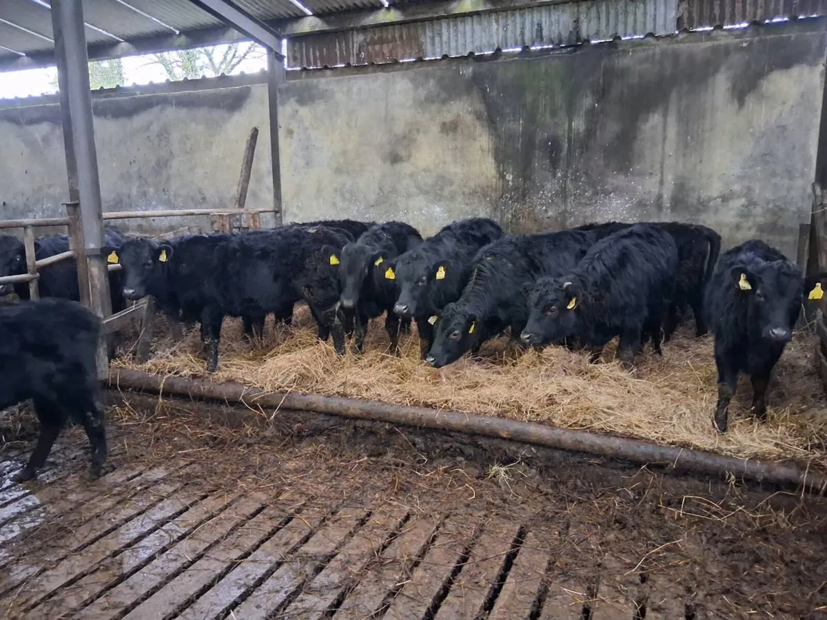 9 dexter yearling heifers - Image 2