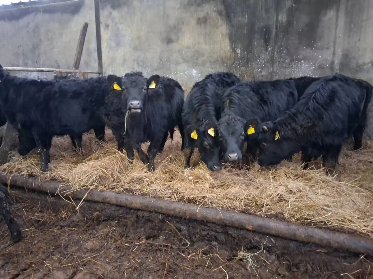 9 dexter yearling heifers - Image 3