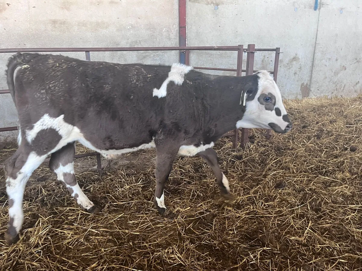 Weaning runner calves - Image 3