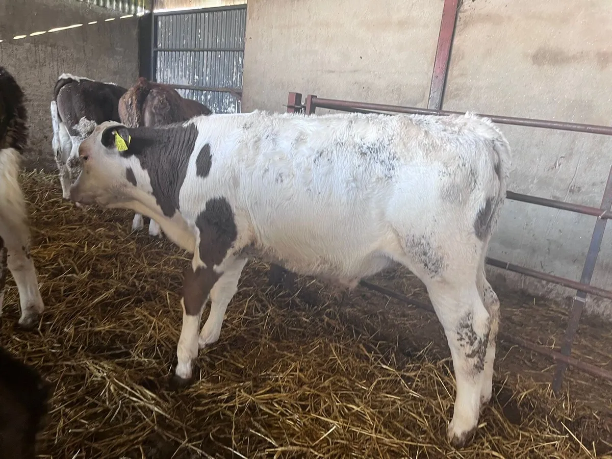 Weaning runner calves - Image 4
