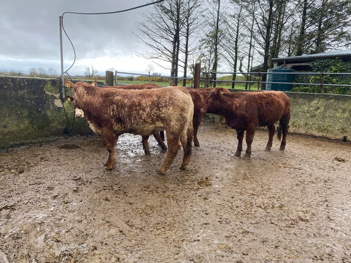 Heifers - Image 1