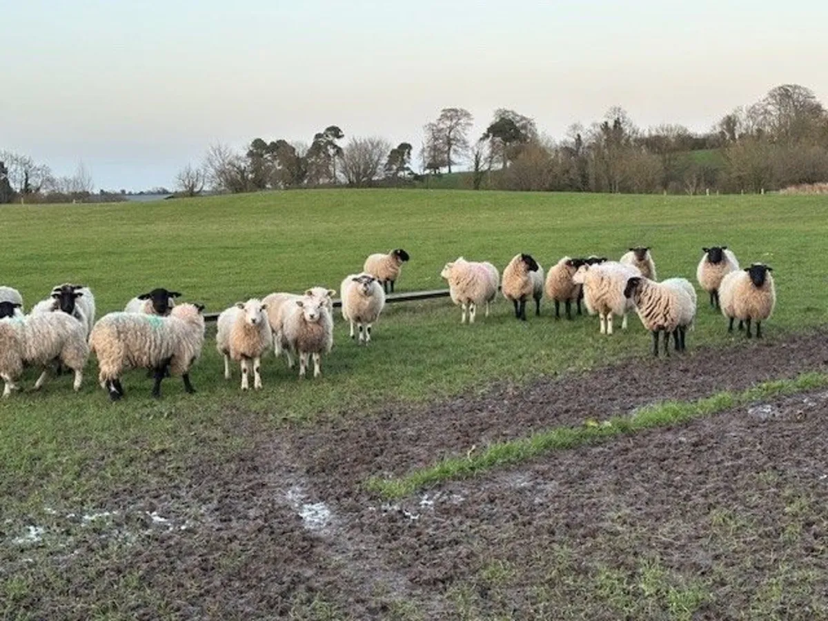 Ewe Lambs - Image 1