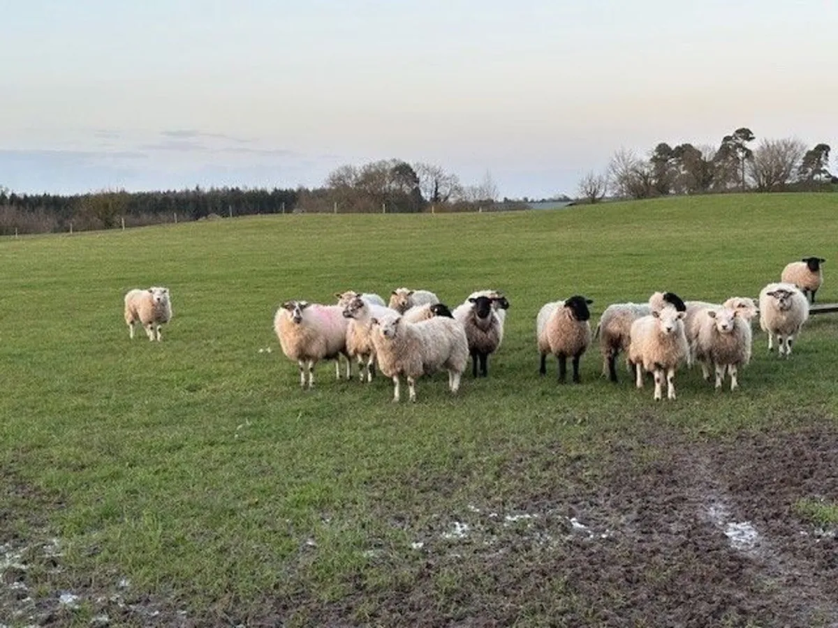 Ewe Lambs - Image 2