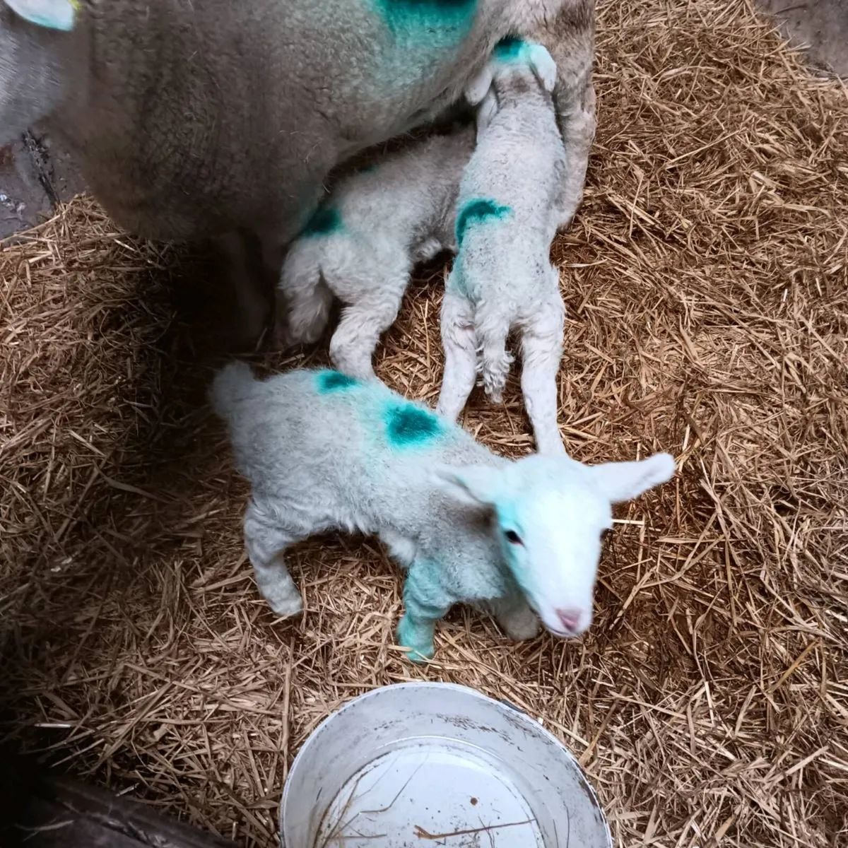 Pet lambs - Image 1
