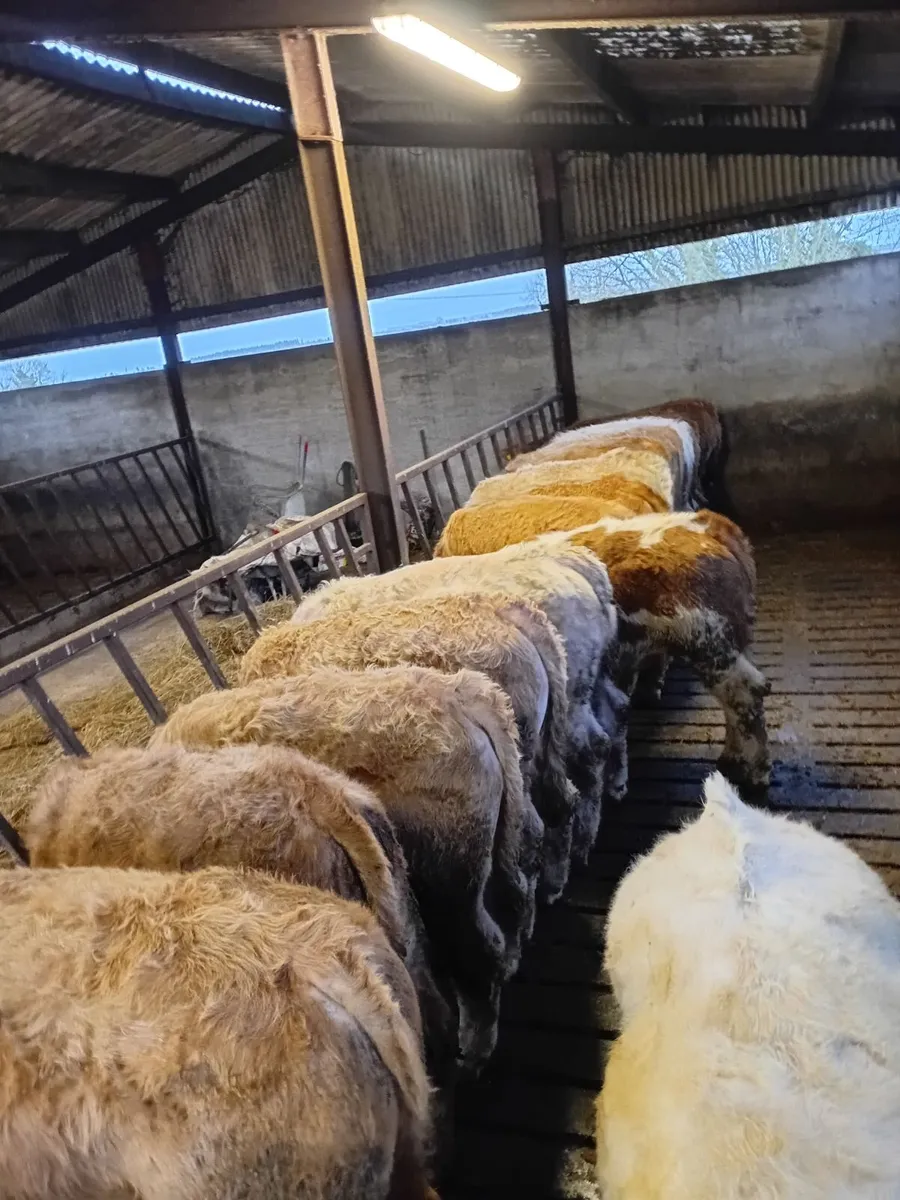 12 Charolais Bullocks - Image 1