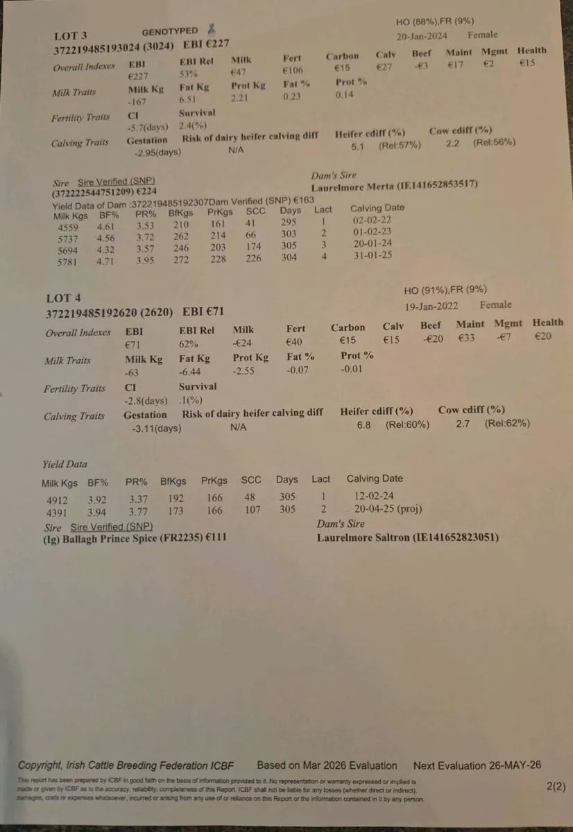 IN CALF HEIFERS AND COW FOR SALE - Image 2