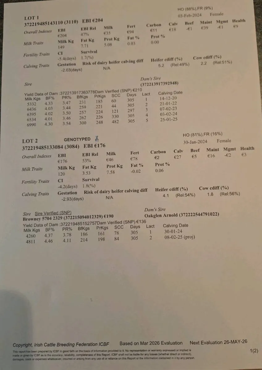 IN CALF HEIFERS AND COW FOR SALE - Image 1