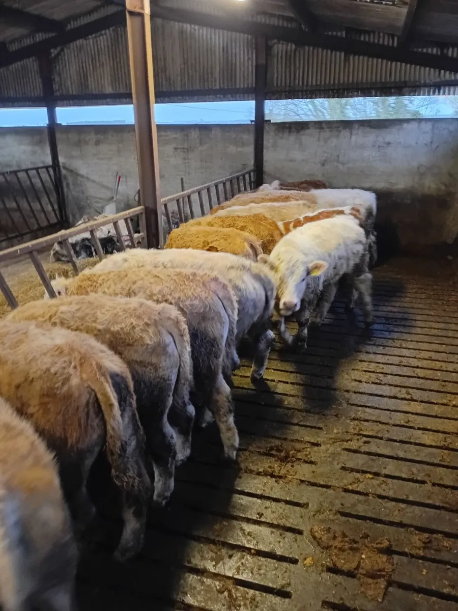 12 Charolais Bullocks - Image 2