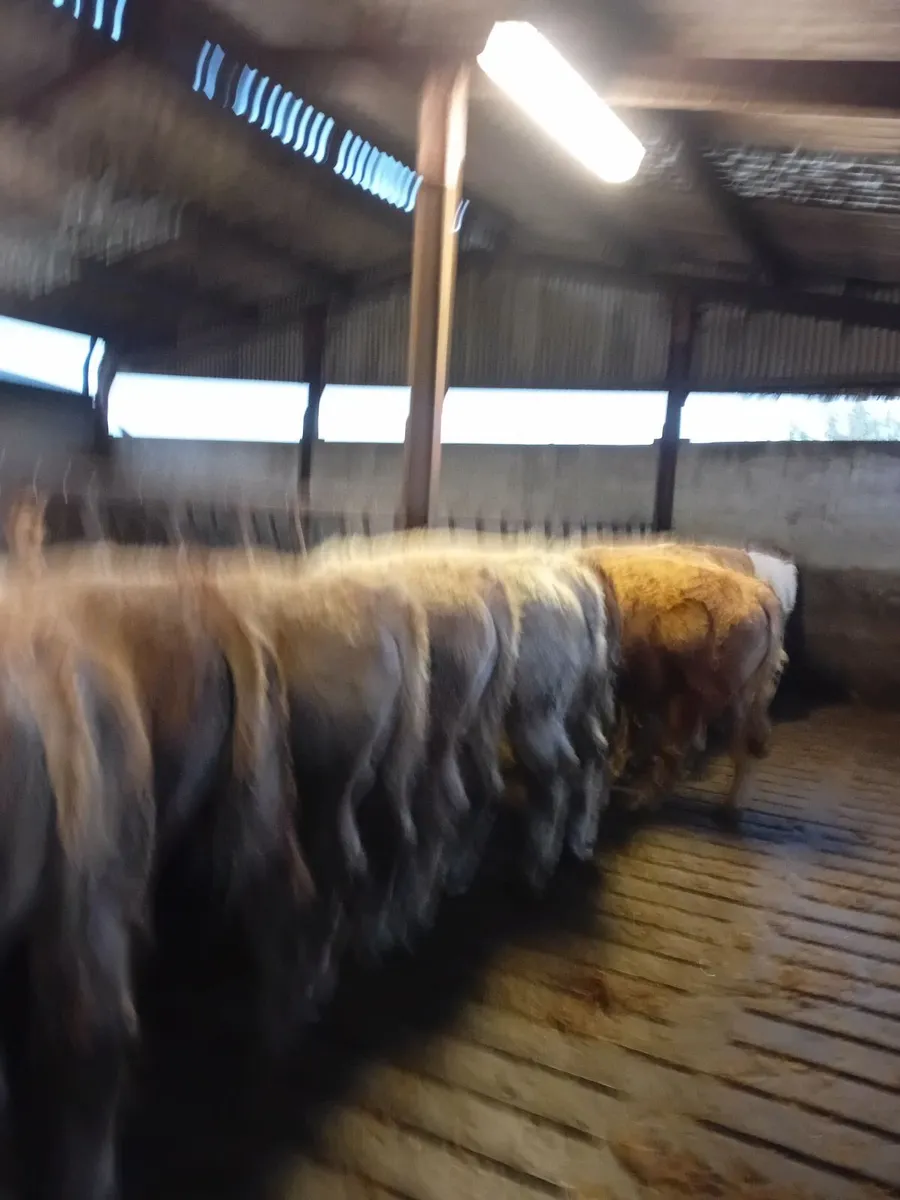 12 Charolais Bullocks - Image 3