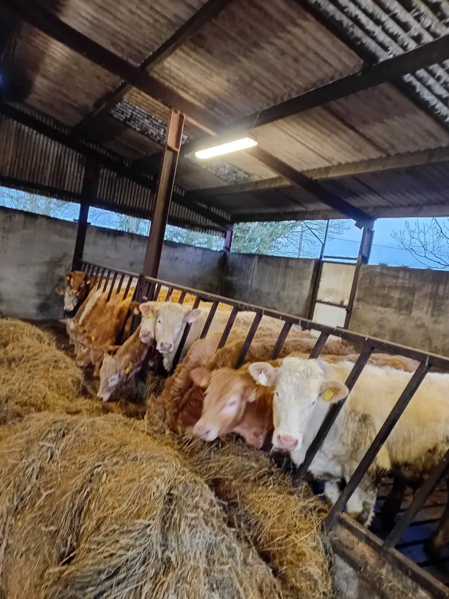 12 Charolais Bullocks - Image 4