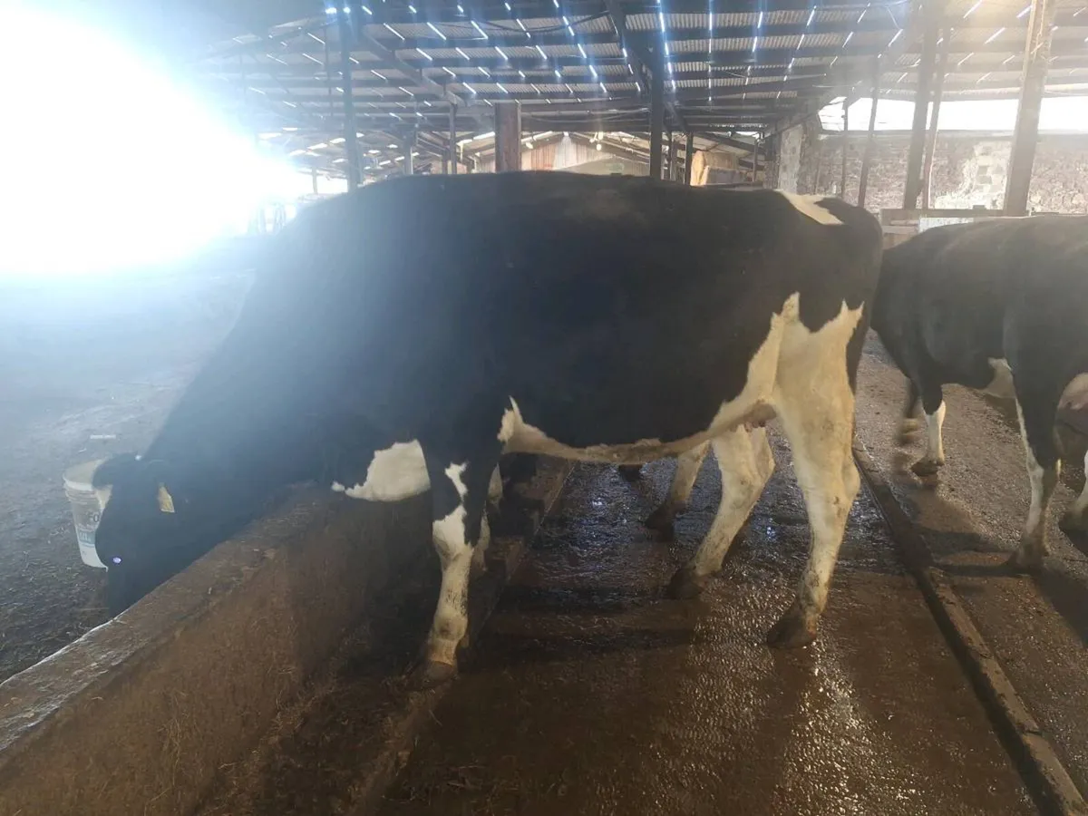 IN CALF HEIFERS AND COW FOR SALE - Image 3