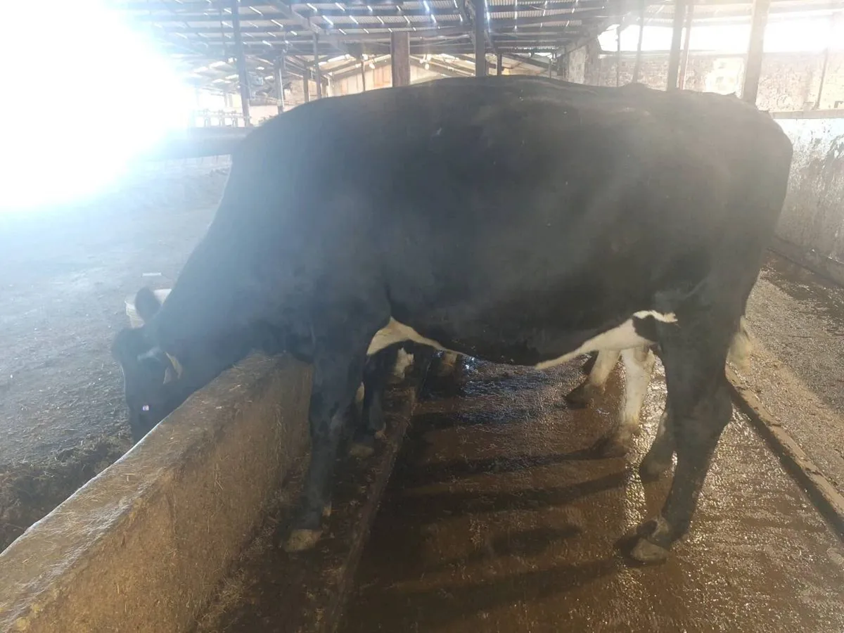 IN CALF HEIFERS AND COW FOR SALE - Image 4