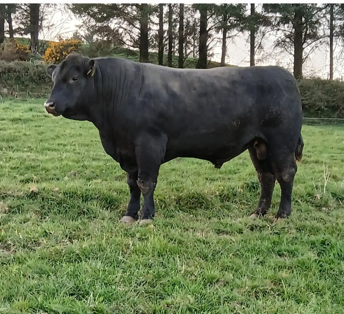 Pedigree Angus and Hereford Bulls - Image 1