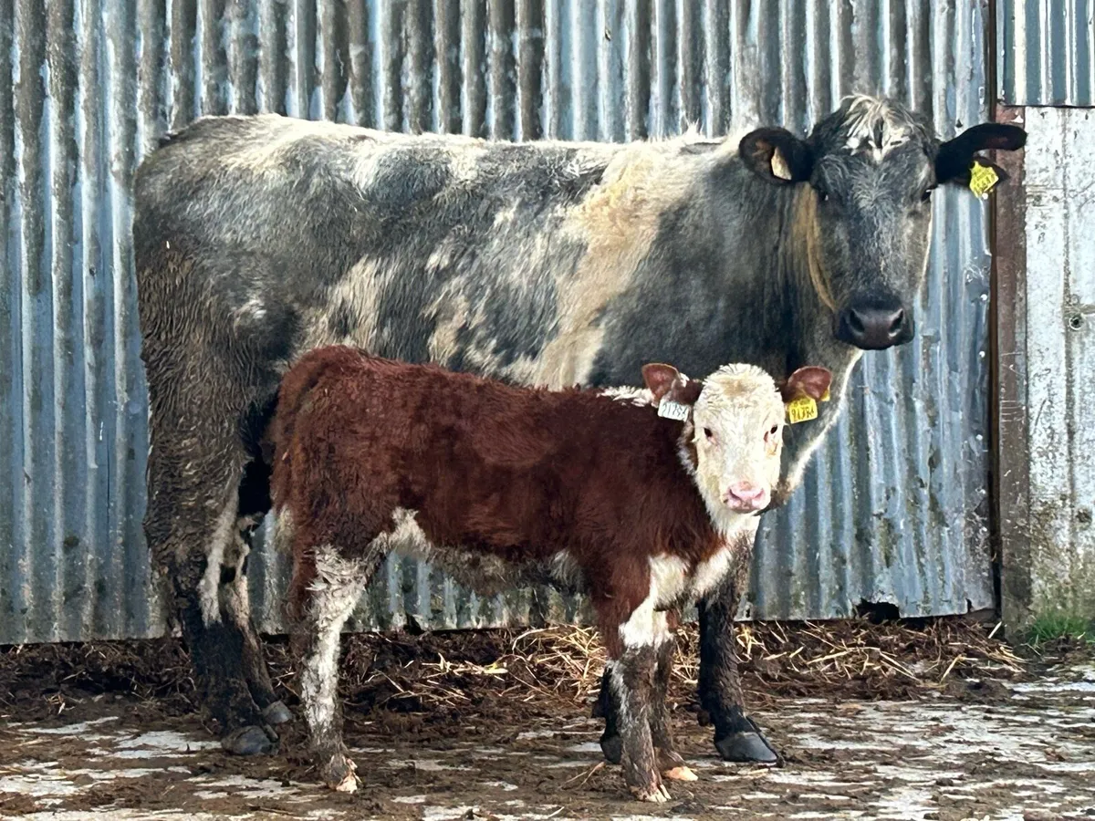 First calved heifer - Image 2