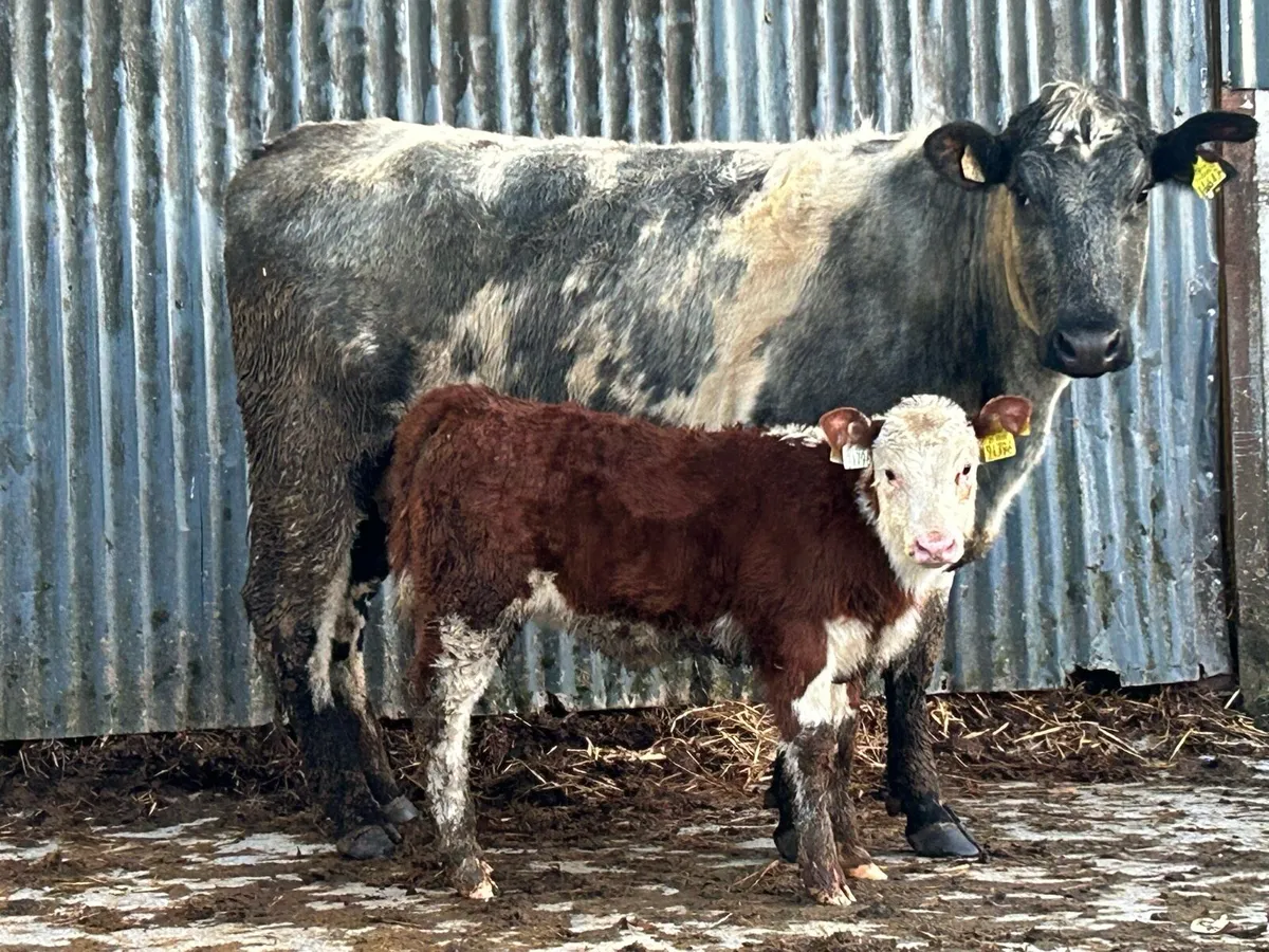 First calved heifer - Image 3