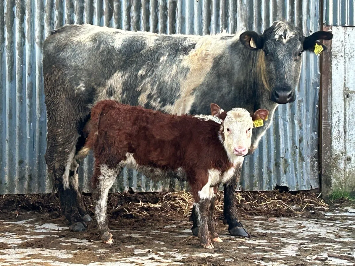 First calved heifer - Image 1