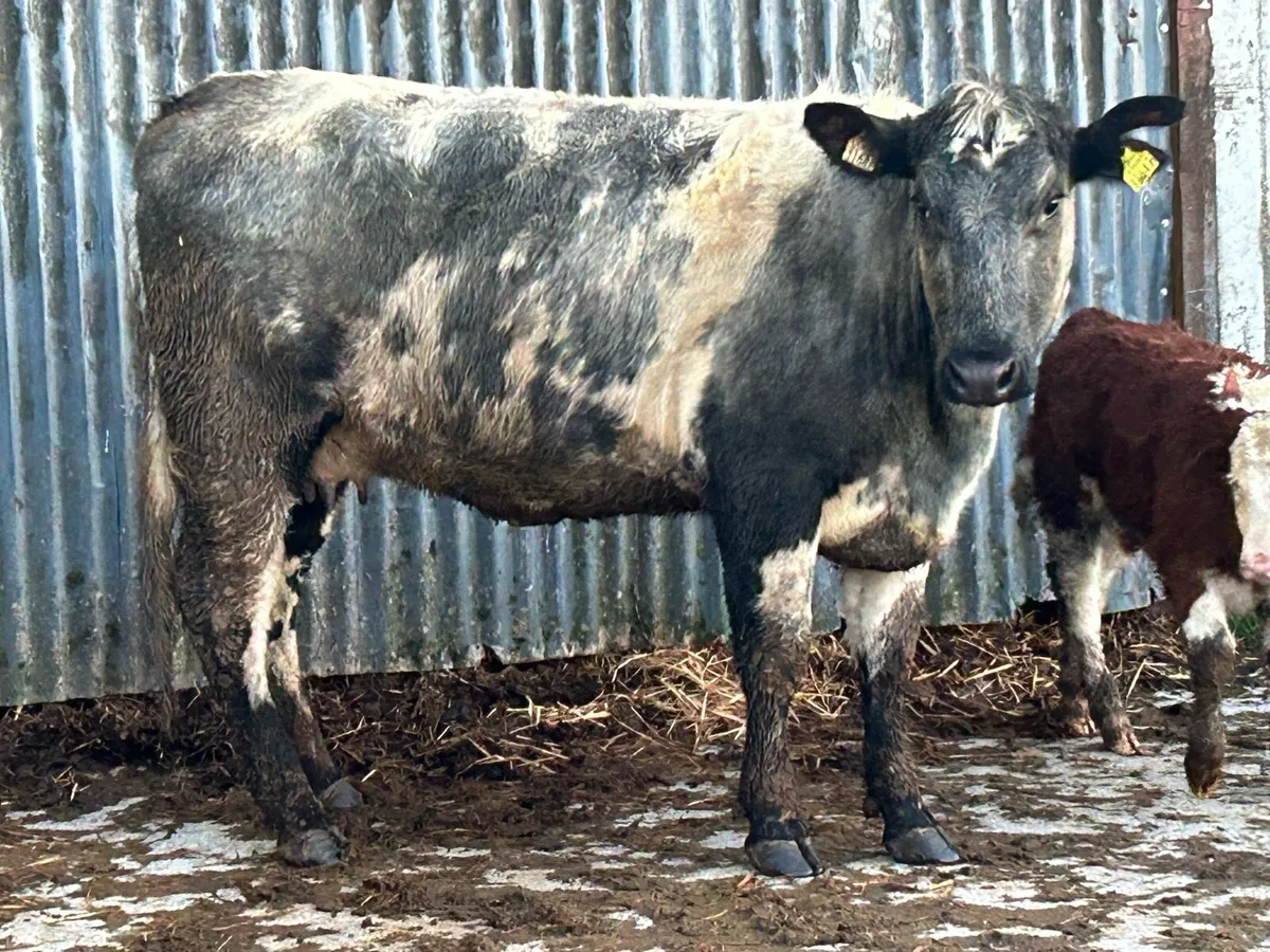 First calved heifer - Image 4