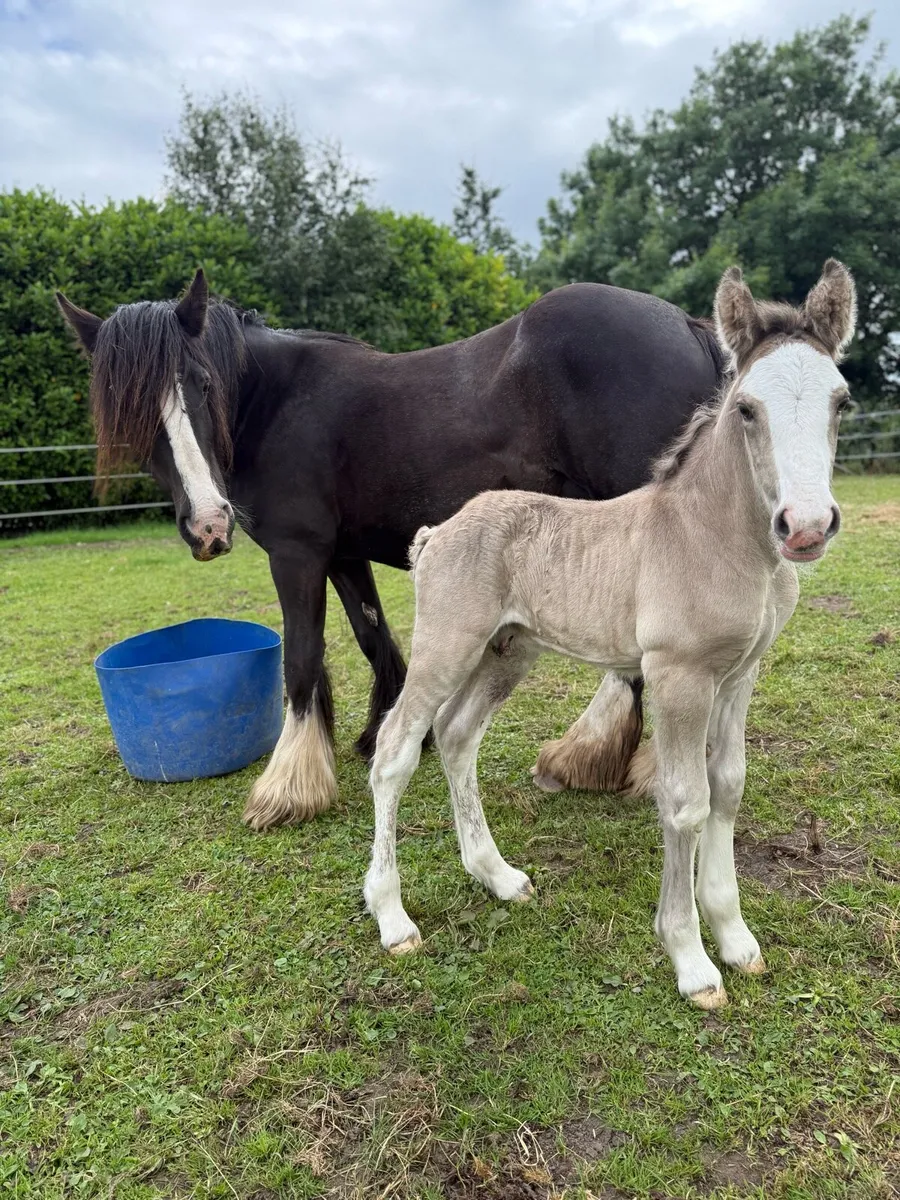 IN FOAL quiet 14'3hh 8yr heavy cob mare, broken - Image 2